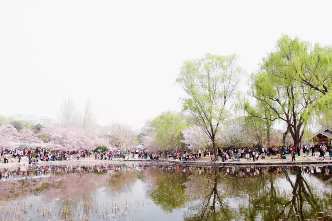 最适合赏花的花,视觉盛宴五种赏花名花供您选择