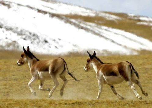 养驴需要先养草吗,养驴是为了吃肉还是干活啊