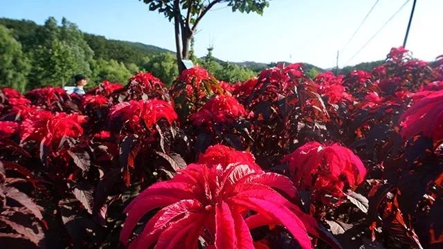 大连重阳节旅游攻略,大连九月秋游攻略