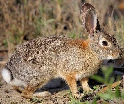 你不了解的野性，成年人无法徒手抓起一只野兔，兔子蹬鹰有绝招