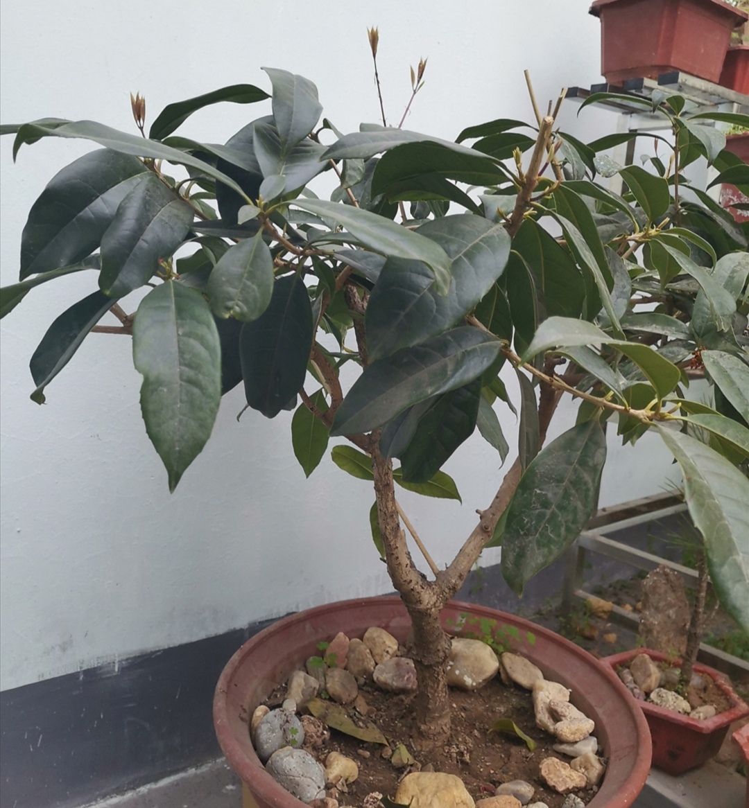 桂花刚发芽就变枯有什么补救方法,桂花开花后的种植和修剪