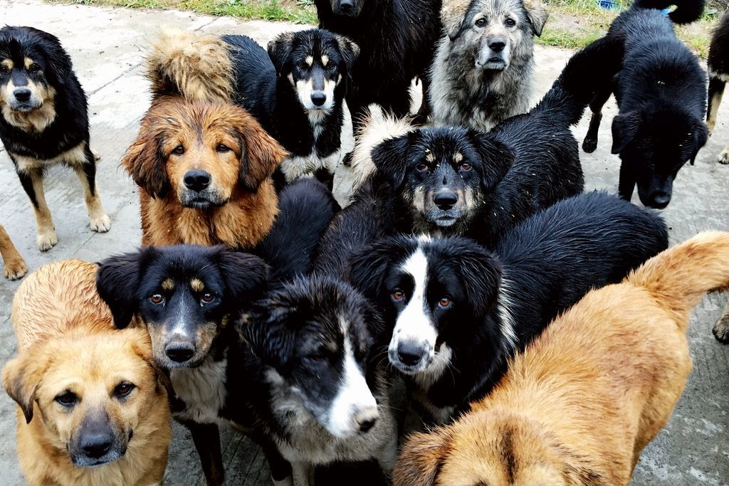 咬伤女童黑犬如何处置,被野狗咬伤如何索赔找不到主人