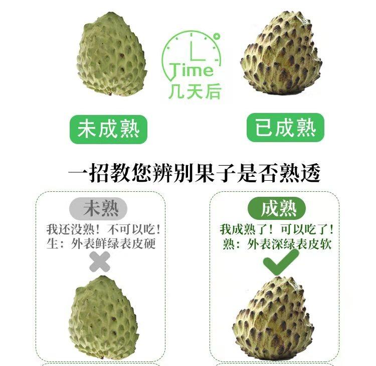 凤梨释迦果水果界的冰激凌,一种像释迦摩尼的水果