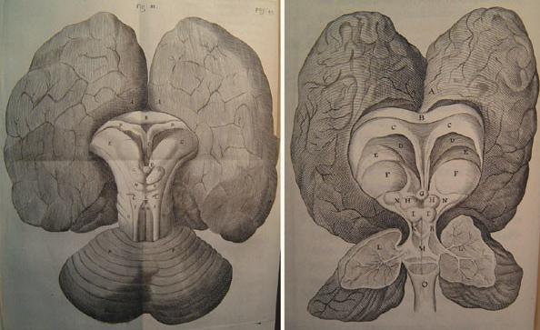 ​乱世中没读完书的医生，绘制出第一本完整的人脑地图
