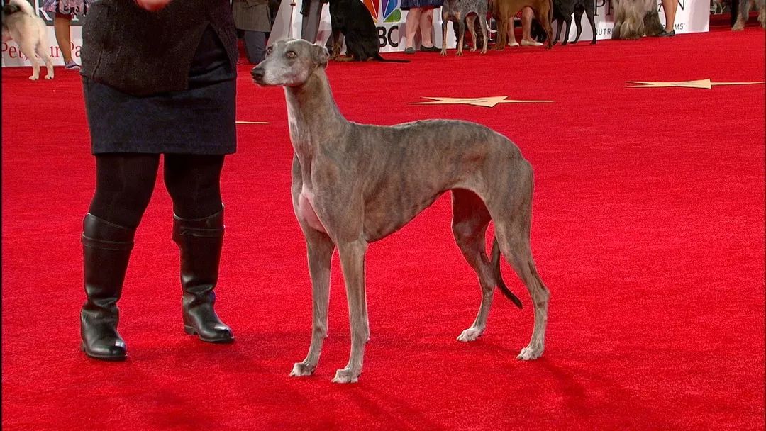 灵缇犬温斯顿,风之子灵缇犬