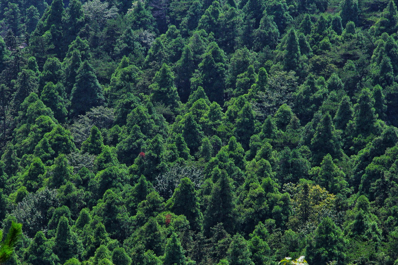 天台华顶山森林公园历史,李白来过天台吗