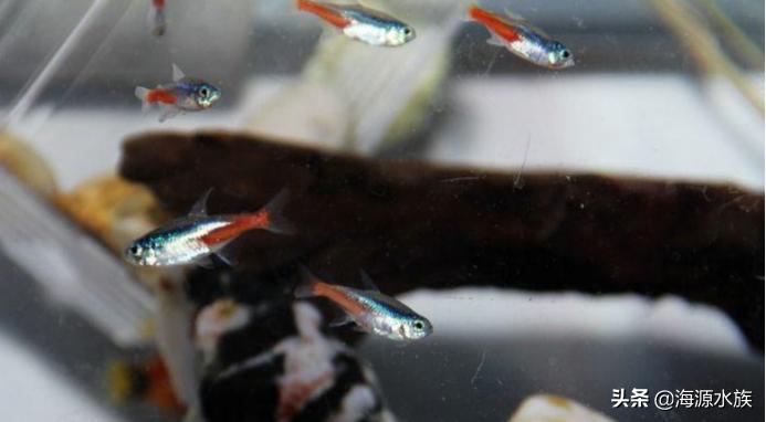 你的鱼儿生病了?可能“放点盐”就好了哦