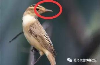 鸟儿怎么快速上手,鸟控食的正确步骤