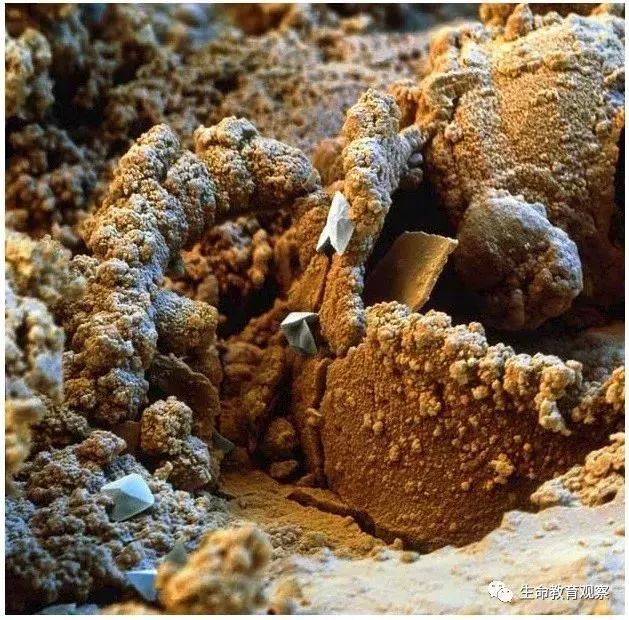 看完后，整个人都有点不对劲了（传播生物知识）