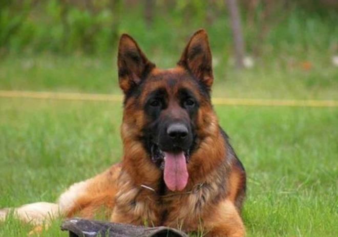 最霸气又好养的狗是什么狗,最酷的六种狗排名前十