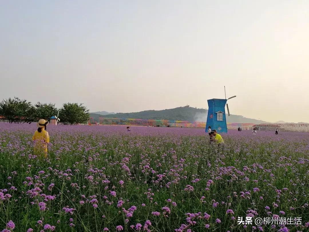 柳州哪里有免费花海,柳州花海紫荆花真实视频