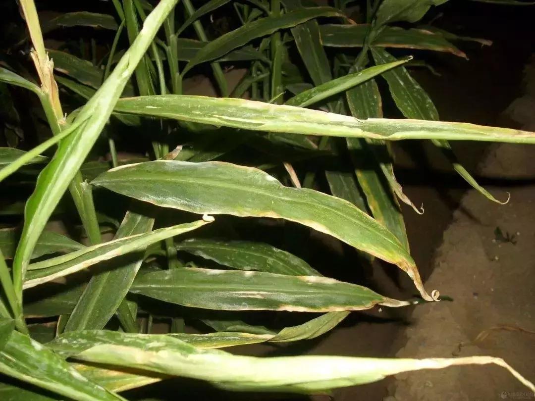 天然高效橙皮精油助剂,橙油助剂与有机硅助剂的区别