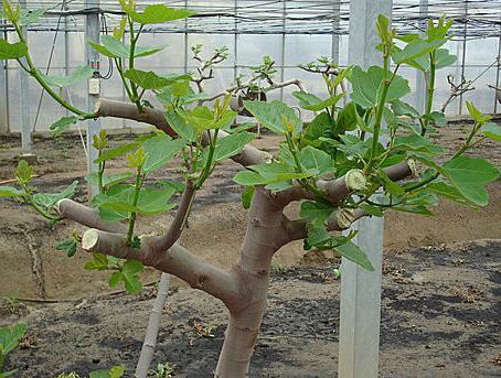 无花果种植棚,建一个无花果冷棚需要多少钱