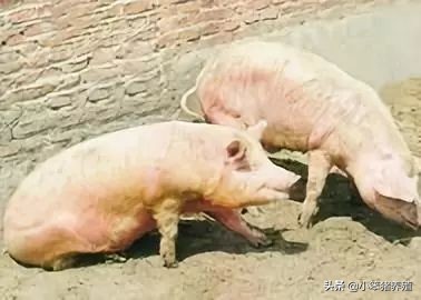 猪生病了如何养猪,养猪人员必看猪生病前的几个征兆