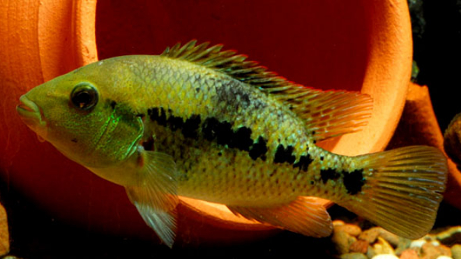 慈鲷品种,慈鲷类型