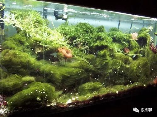 海缸藻类,海缸绿藻的控制方法