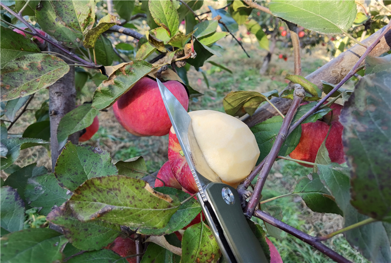 简单随行-HARNDS悍迪新守望者轴承*刀折**