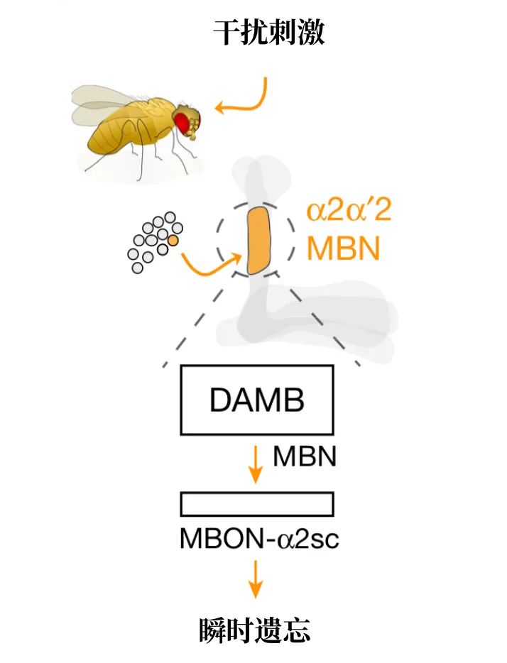 瞬间选择性失忆症,话到嘴边突然忘了