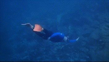 帕劳归来不看海谁说的,帕劳归来不看海