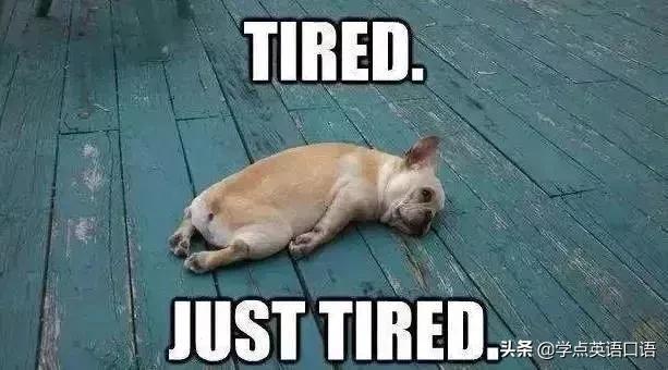 “Youareagaydog”不是“你是同性恋狗狗”