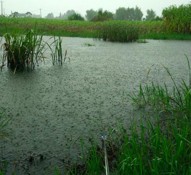 冬天大河野钓黄辣丁什么水域适合,野钓黄辣丁的正确方法与技巧