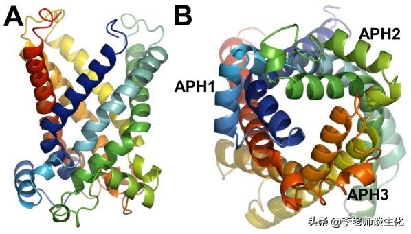 尿素和尿素氮的转化,尿素循环途径的障碍