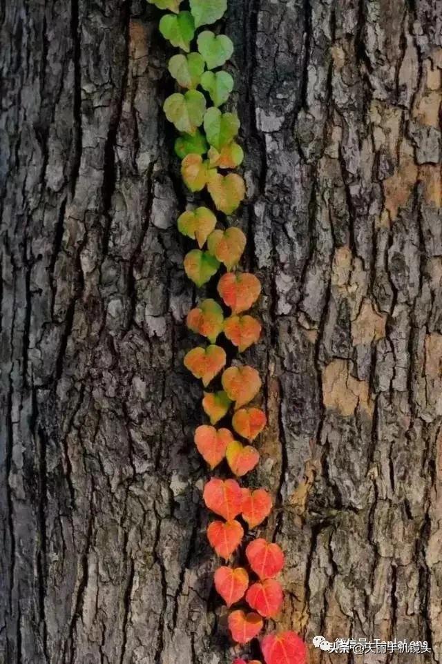 天丽摄影作品集,天丽镜头视频完整版