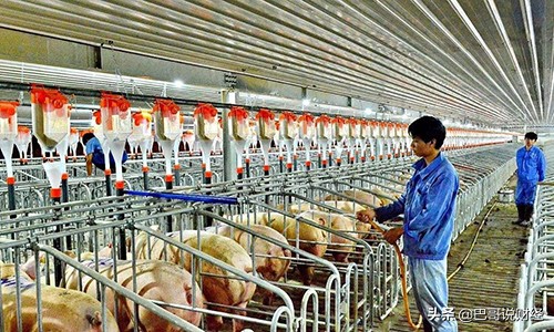 均卖价和均买价,养殖不易养殖户的心酸