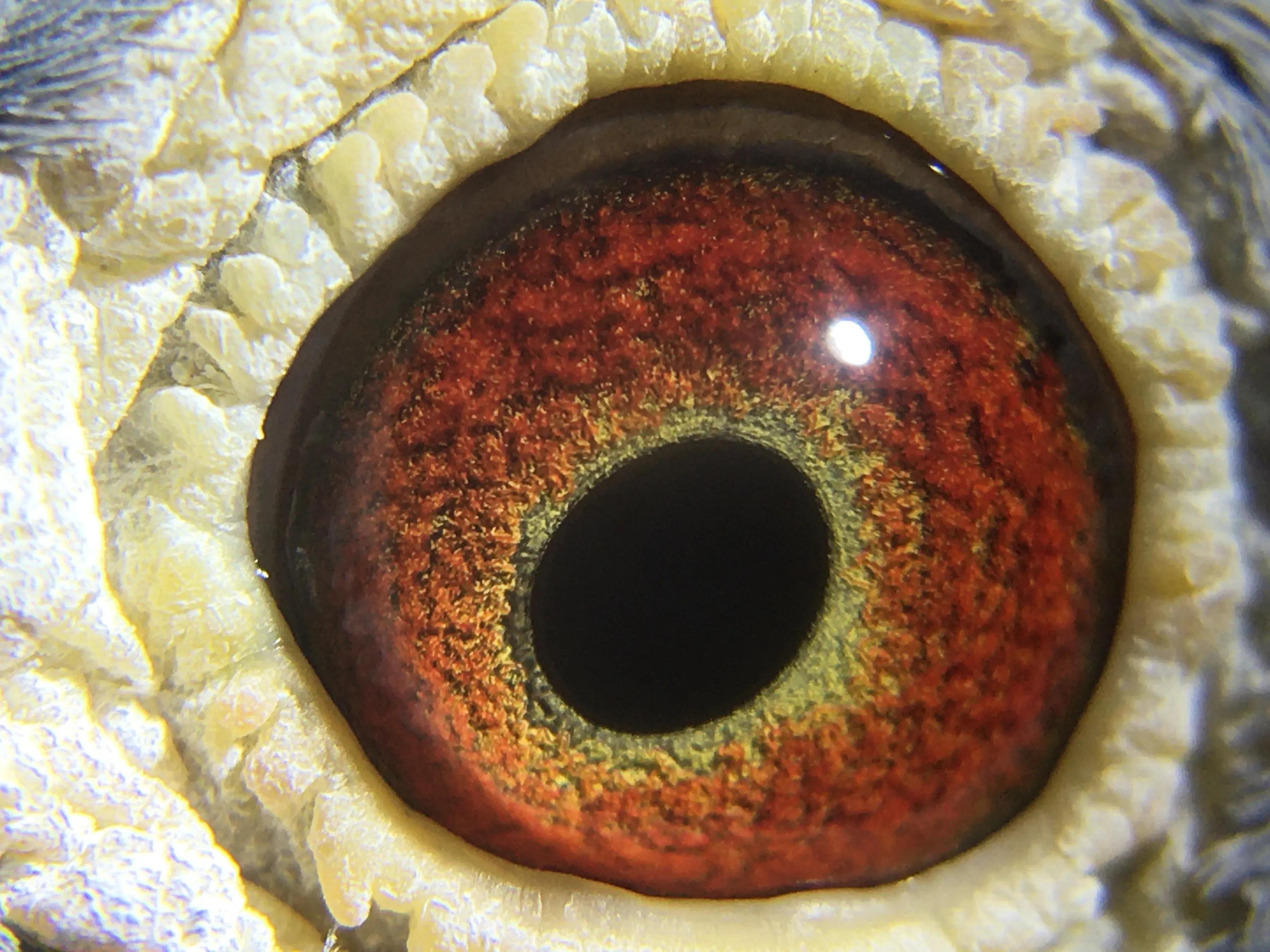 2021年公棚迟归鸽多少钱一只,公棚迟归鸽怎么配