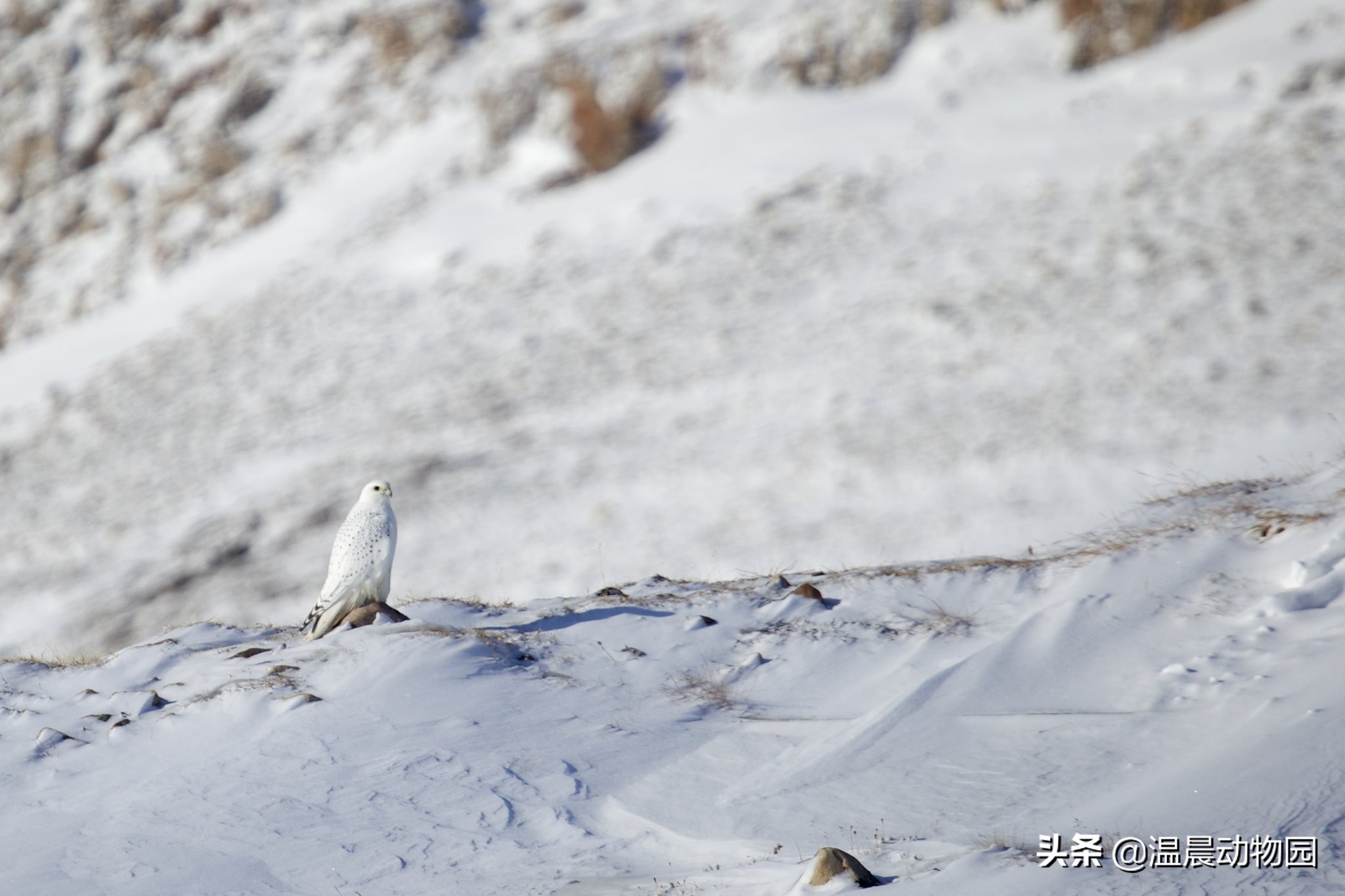 海东青简介和历史,海东青为什么是免死金牌