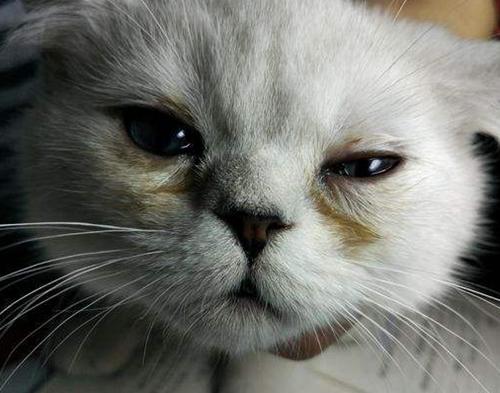 猫咪眼睛发炎的分泌物怎么清洁,猫咪眼睛有分泌物怎么护理