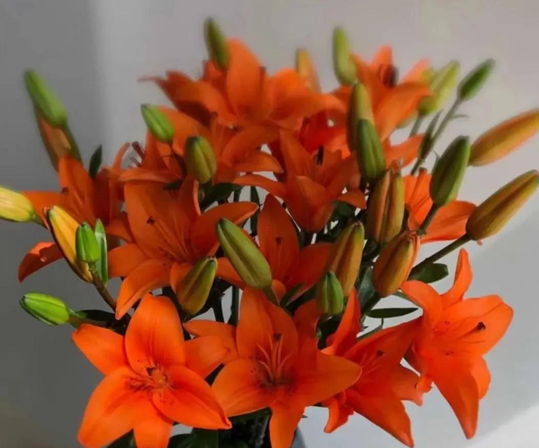 百合象征的品质精神,橙色百合的花语是什么