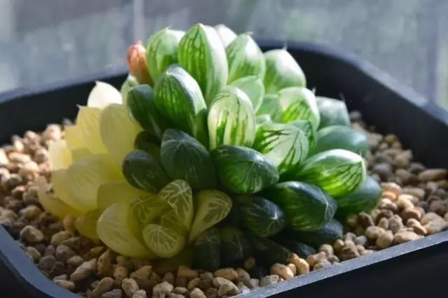 水晶的多肉植物有哪些品种,像水晶的多肉植物图片