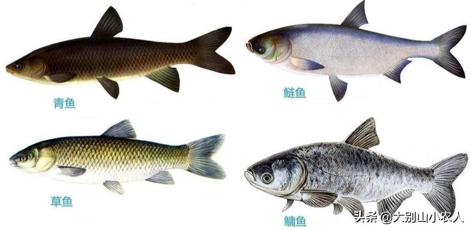 四大家鱼为什么那么难吃,四大家鱼之首的青鱼为何可怕