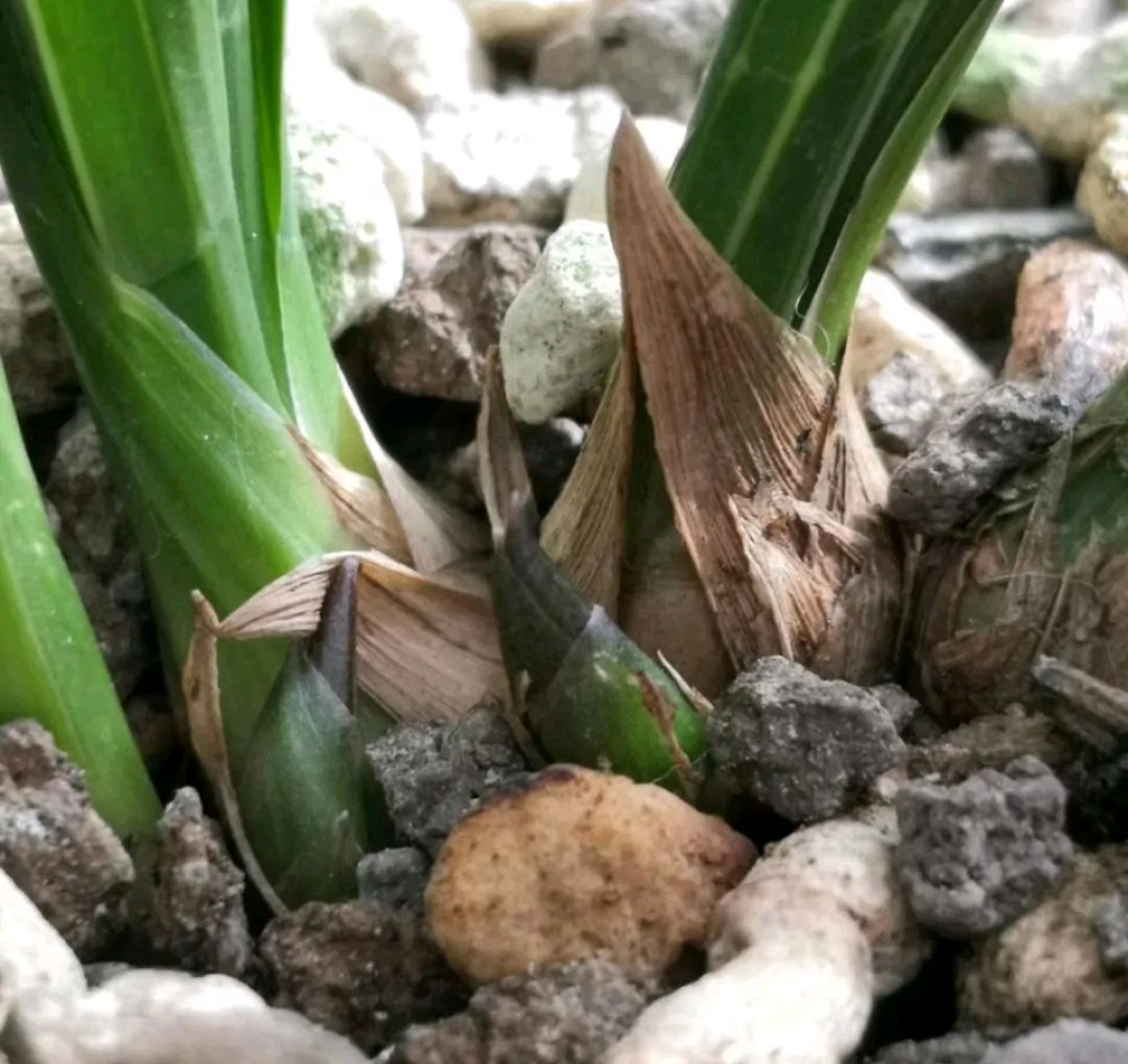 春兰怎么养才能开花多开花不断,春兰怎么养株型好看