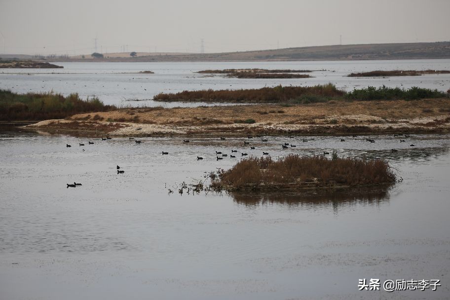 宁夏候鸟,候鸟监测简报