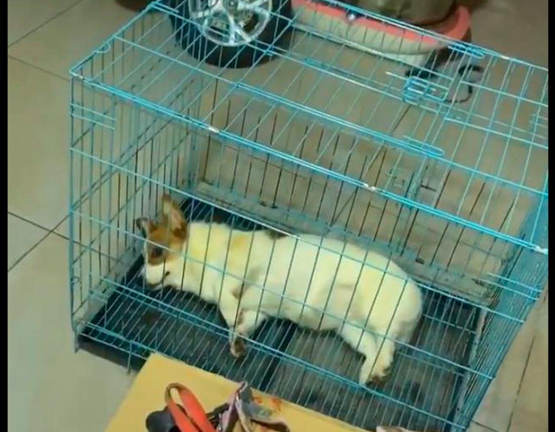 小体型狗狗挑食不吃狗粮怎么纠正,狗狗特别挑食不吃狗粮怎么办