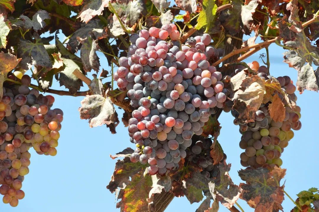 全球种植最多的水果,全世界种植最多的水果