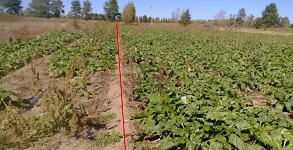 大棚重茬根腐如何解决,克服重茬烂根