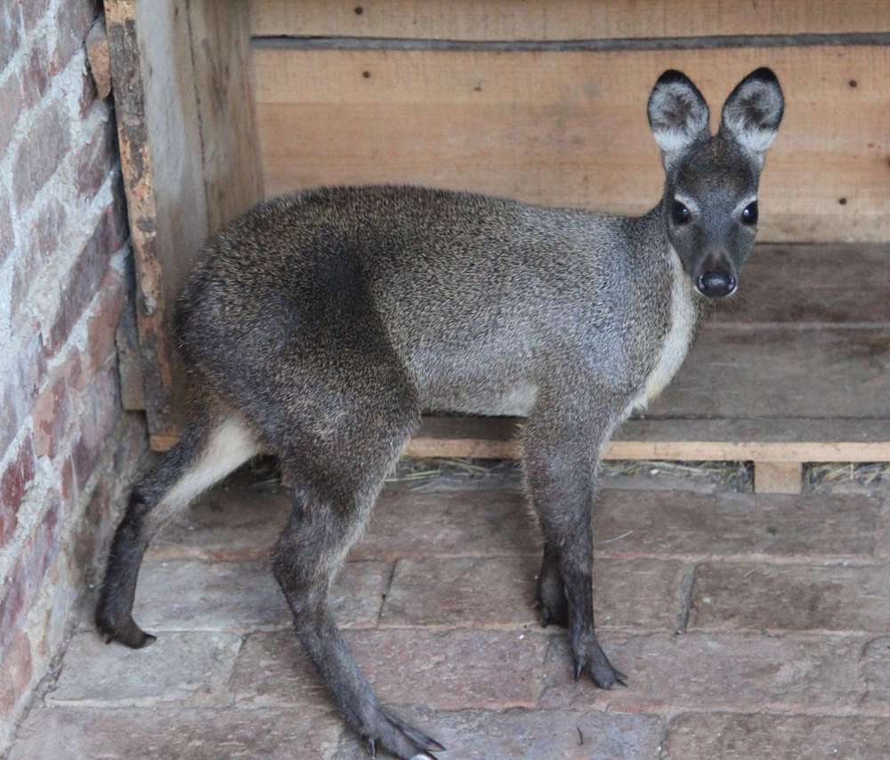 麝香酒米闻起来是什么味道,麝香闻着难闻