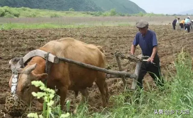 2021年牛年是什么时候开始,农历正月牛开始耕田吗