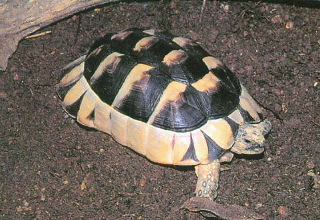 龟类大百科,大眼睛龟类