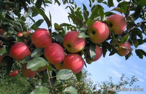 苹果种植技术哪里最好视频,苹果种植技术施肥讲解
