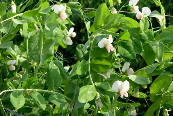 荷兰豆种植技术及施肥方法,荷兰豆大面积种植如何搭架视频