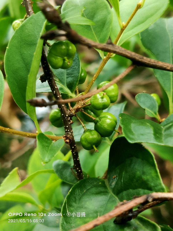 像蟒蛇一样的树,在丛林里看到了一条大蟒蛇