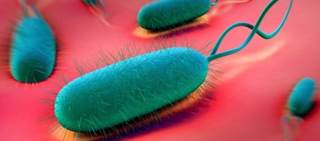 幽门螺杆菌根除指南最新版,根除幽门螺杆菌二联疗法