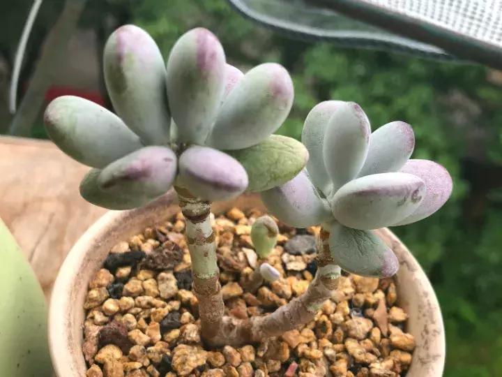 多肉求救信号有哪些,冬天多肉防寒知识