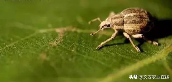 红薯地怎么杀灭地下害虫,地下害虫最佳灭虫方法