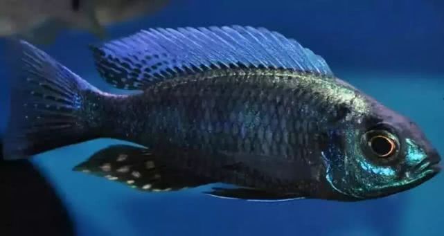 闈炴床鎱堥卜浠嬬粛,闈炴床鎱堥卜