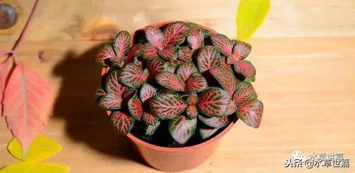 30cm水陆缸适合养什么,水陆缸植物前景中景后景搭配介绍